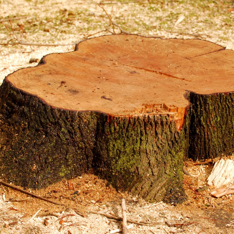 Stump Grinding Services in Conway, SC Stump Grinding Services in Conway, SC