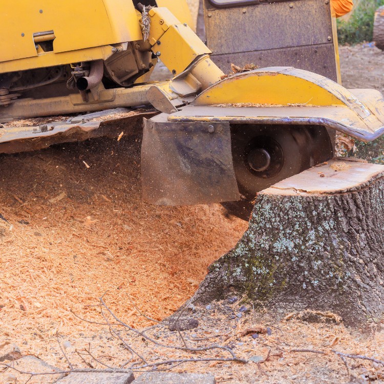 Stump Grinding Services in Conway, SC Stump Grinding Services in Conway, SC